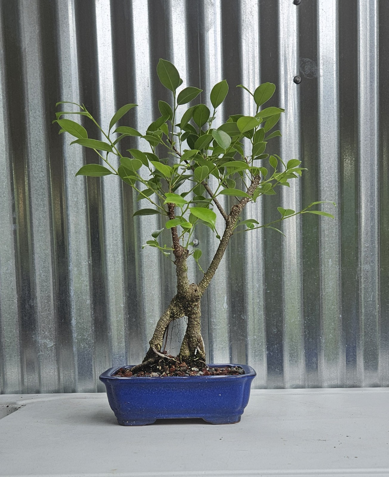 Ficus Bonsai Exposed Roots Nice Nebari