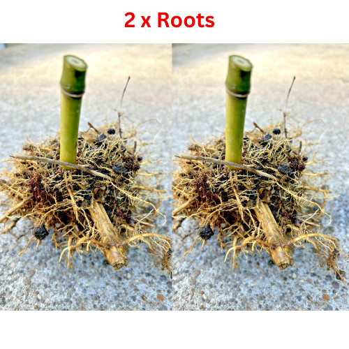 2 x Live MOSO Bamboo Roots Approx 5 in tall