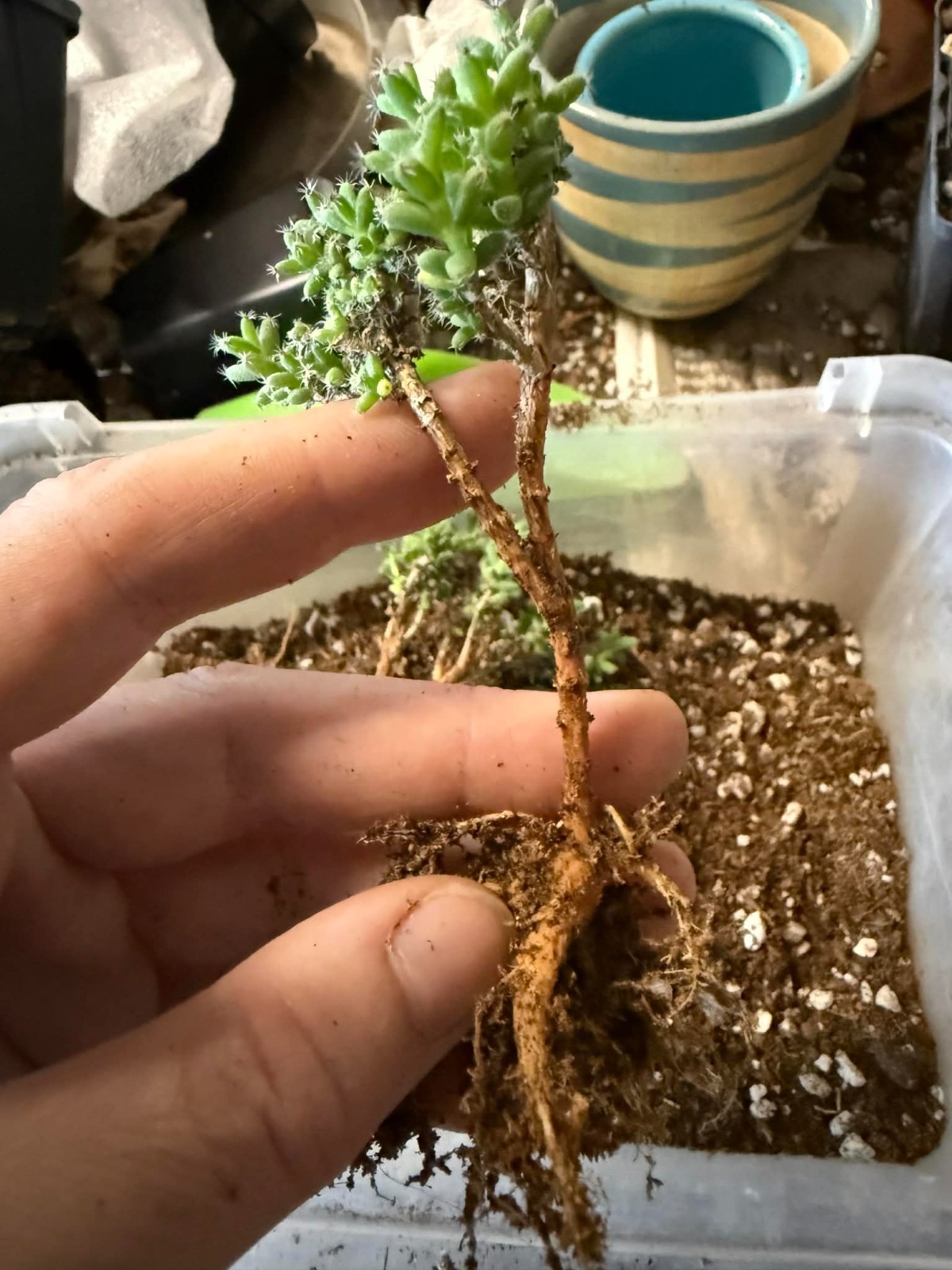 Trichodiadema bulbosum
