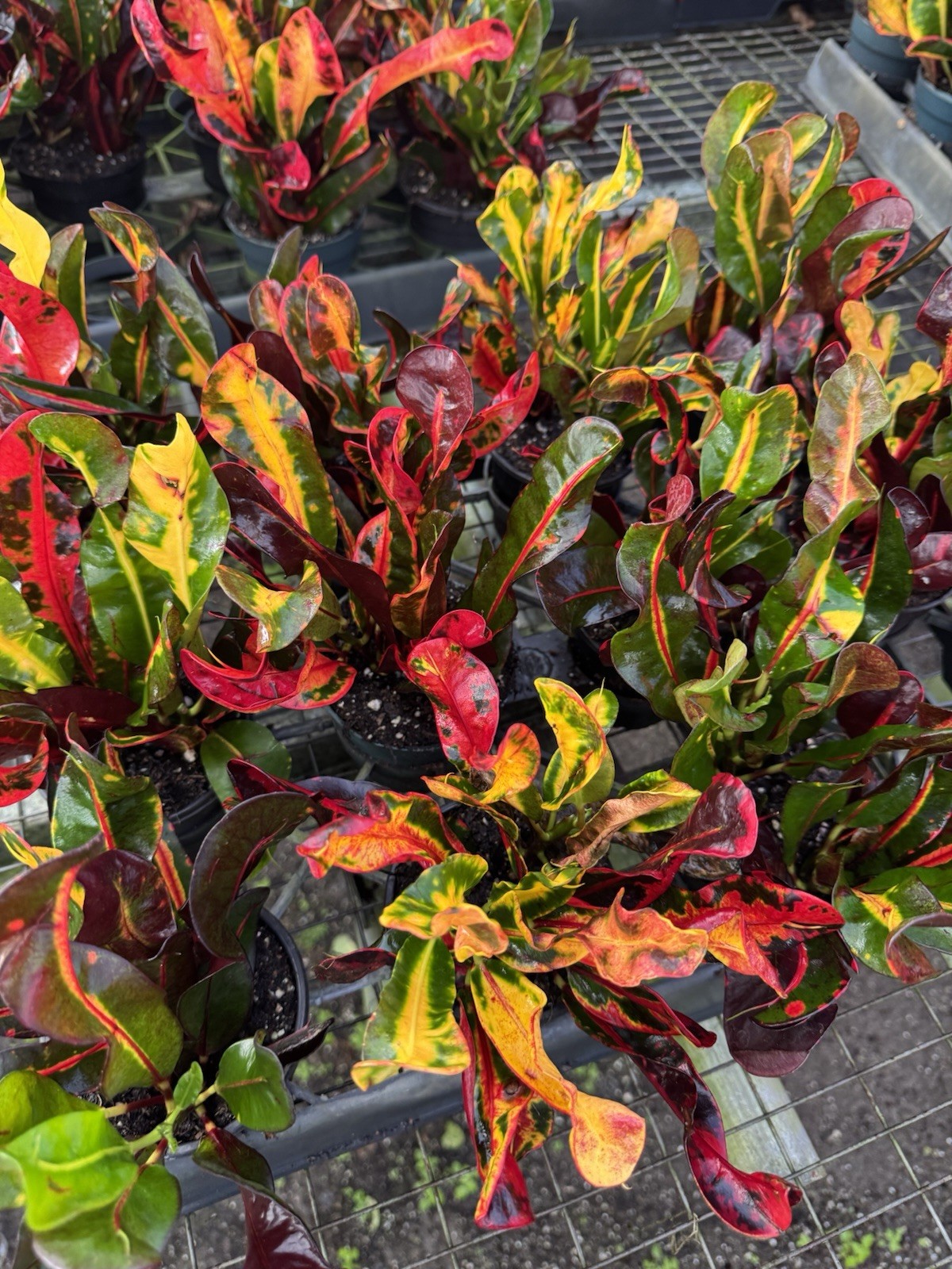 live plants outdoor