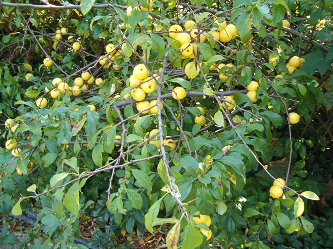 Japanese Flowering Quince, Chaenomeles japonica, Tree Seeds (Hardy, Edible, Easy