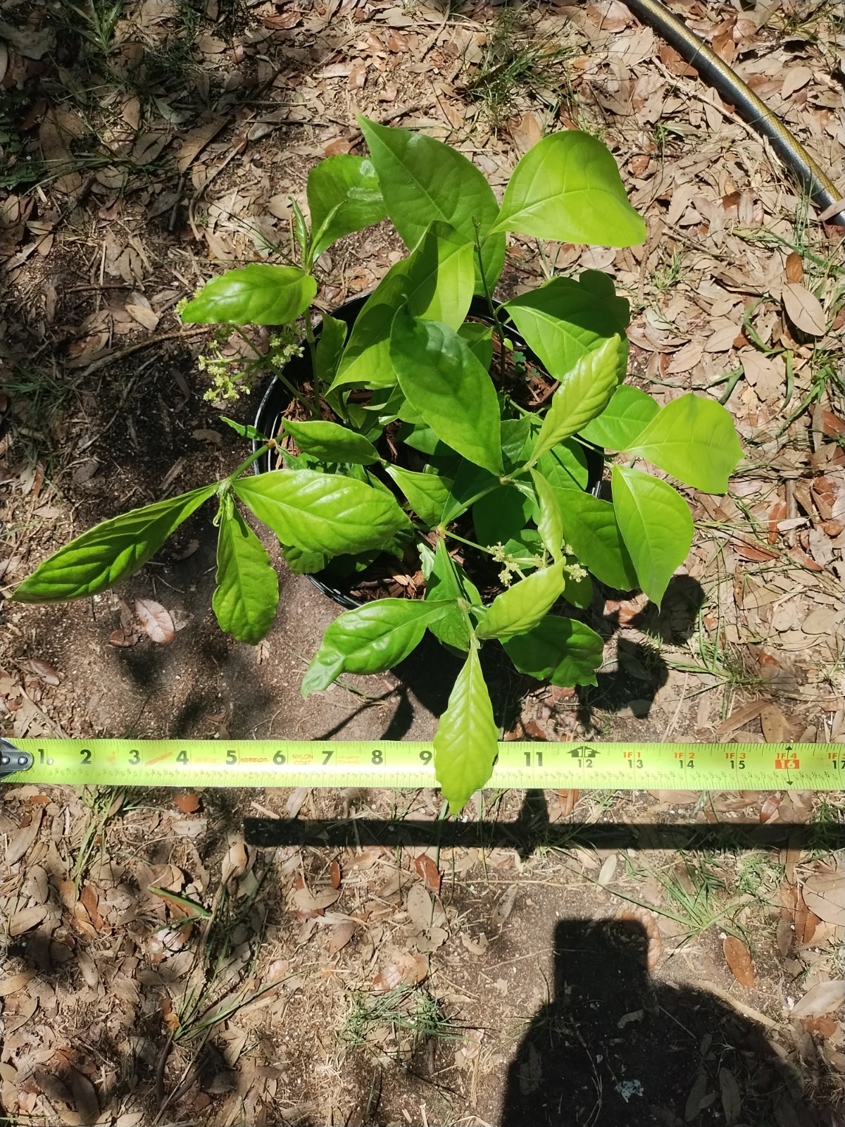 2 Plant Combo South American Psychotria V. And B. Caapi Plant In Same Pot # 1