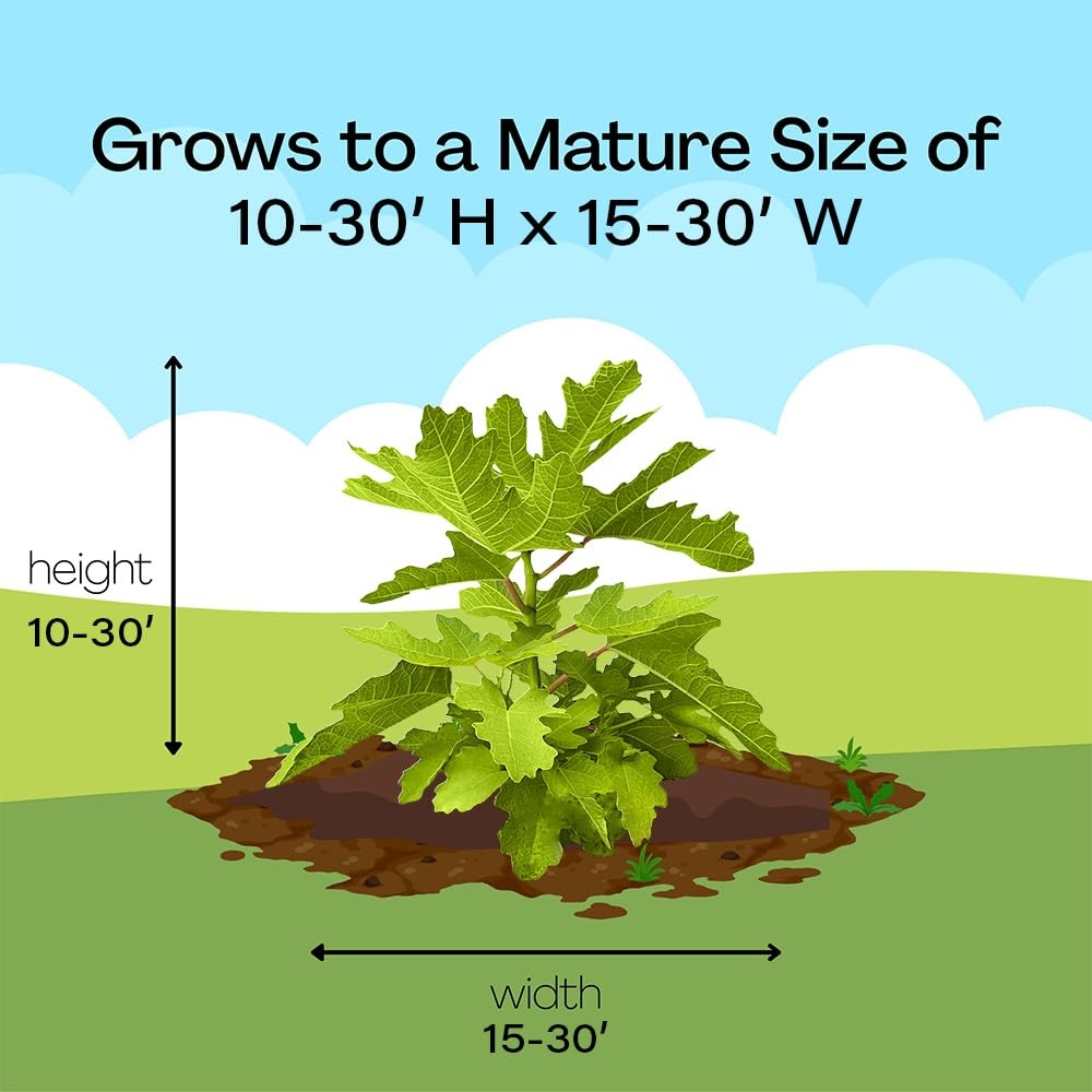 Generic Fig 2.25 Gal. Black Mission Fig Shrub
