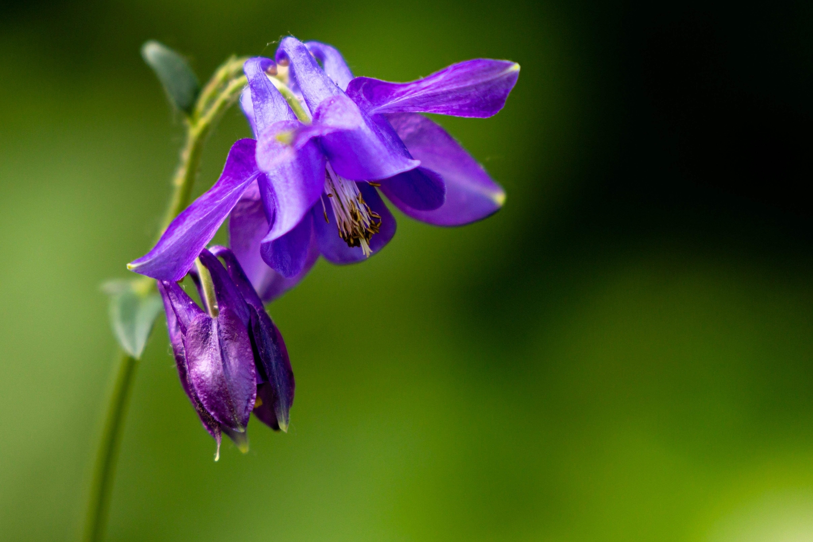 100 PURPLE COLUMBINE Aquilegia Vulgaris Flower Seeds