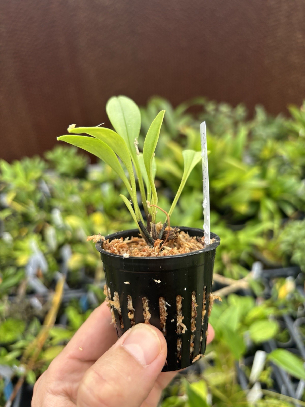 Masdevallia glandulosa ‘Golden Gate’ AM/AOS Bloom Size Division Orchid Species