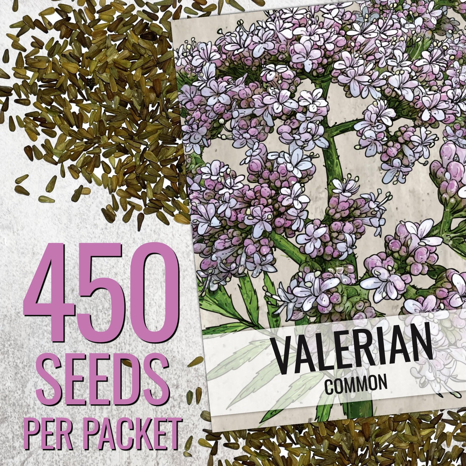 Seed Needs Valerian Seeds to Plant Heirloom Non-GMO 1 Pack,