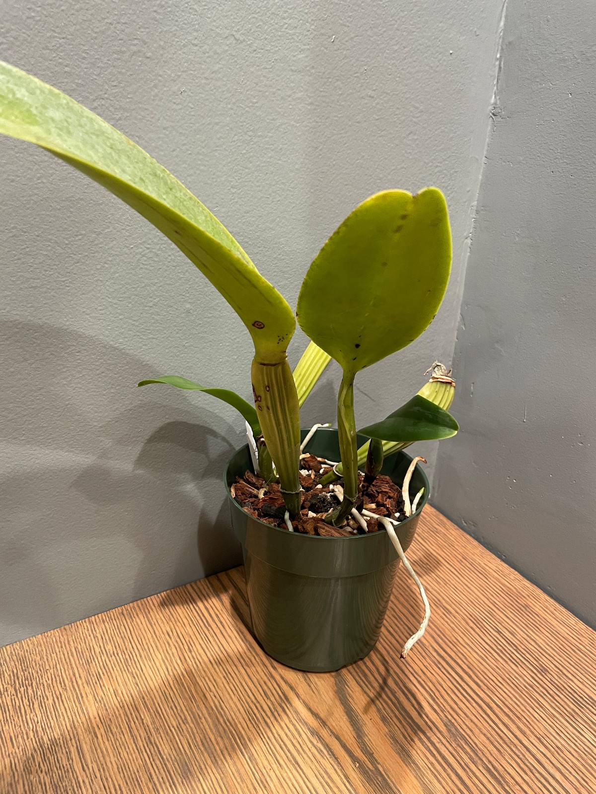 C. Joyce Hannington `Shore Orchid Growers’ Original Division Cattleya Plant