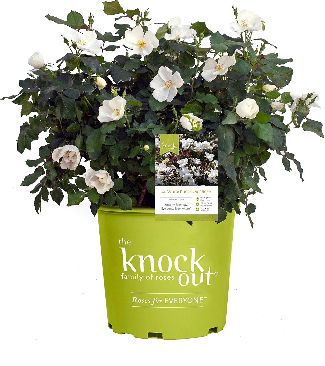 Green Promise Farms Rosa Knock Out` (Reblooming) Rose, 2 Size Container, white f
