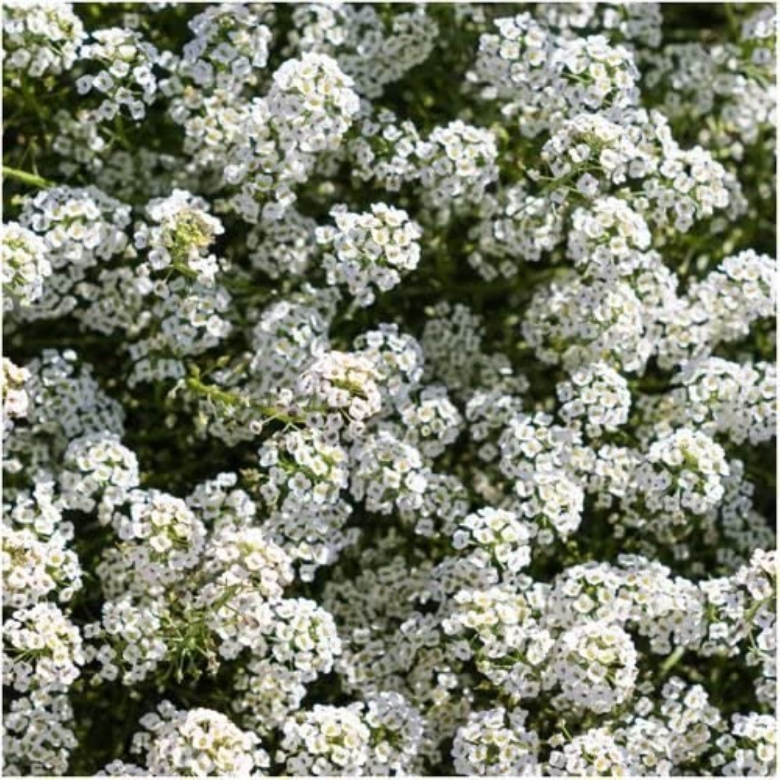 Giant 2 oz. Pack of Alyssum Flower Seeds and starting medium