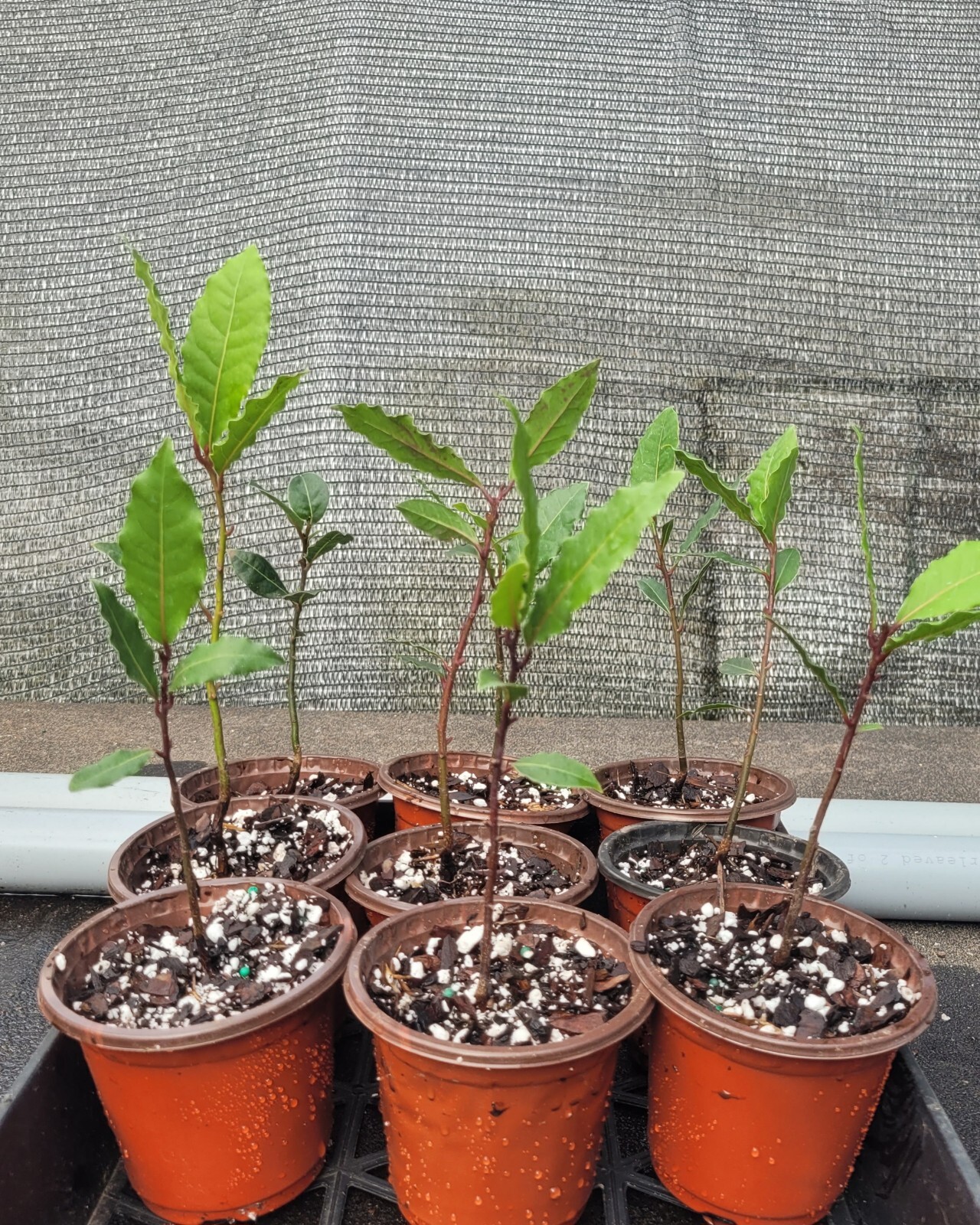 1 Laurus nobilis – Bay Laurel Bay Live Plant