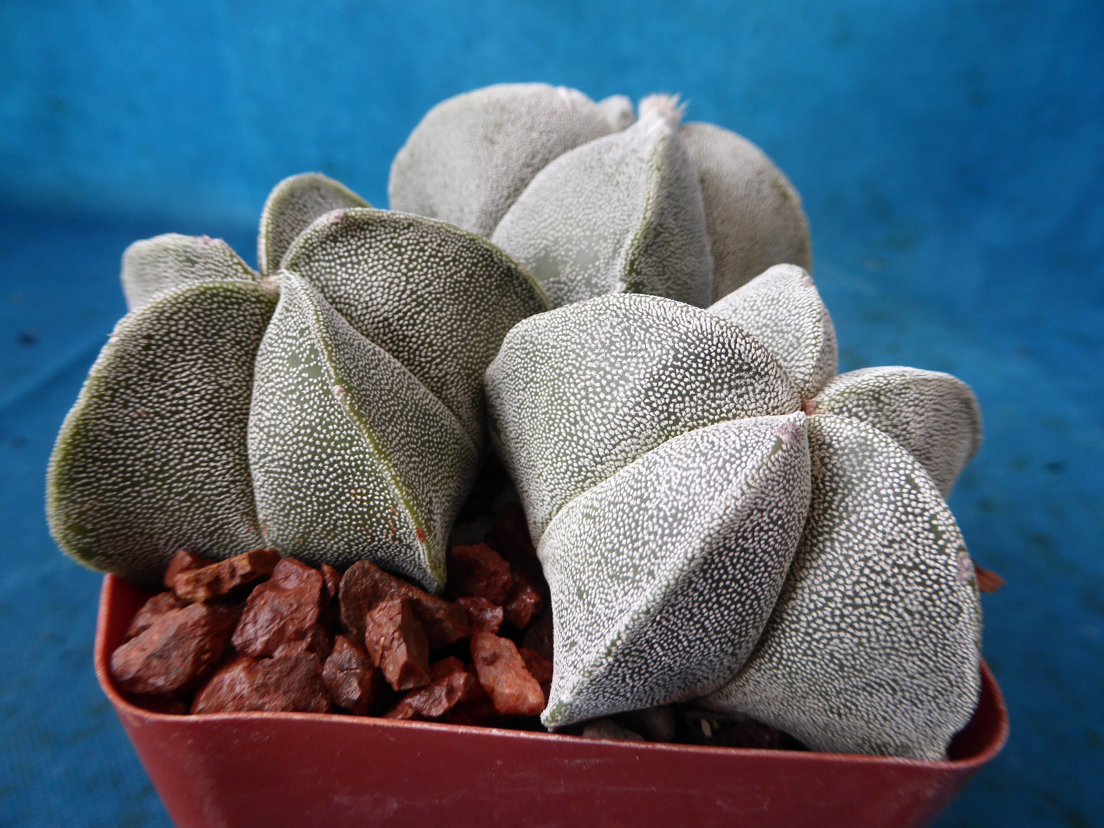 Astrophytum myriostigma THREE (3!) Plants 2 Regular, 1 Quadricostatum 3.25″ Pot