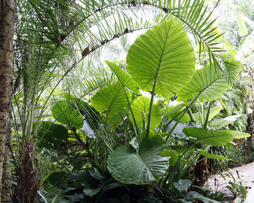 Borneo Giant Alocasia / Elephant Ear / Taro – 1 Gallon Size Plant