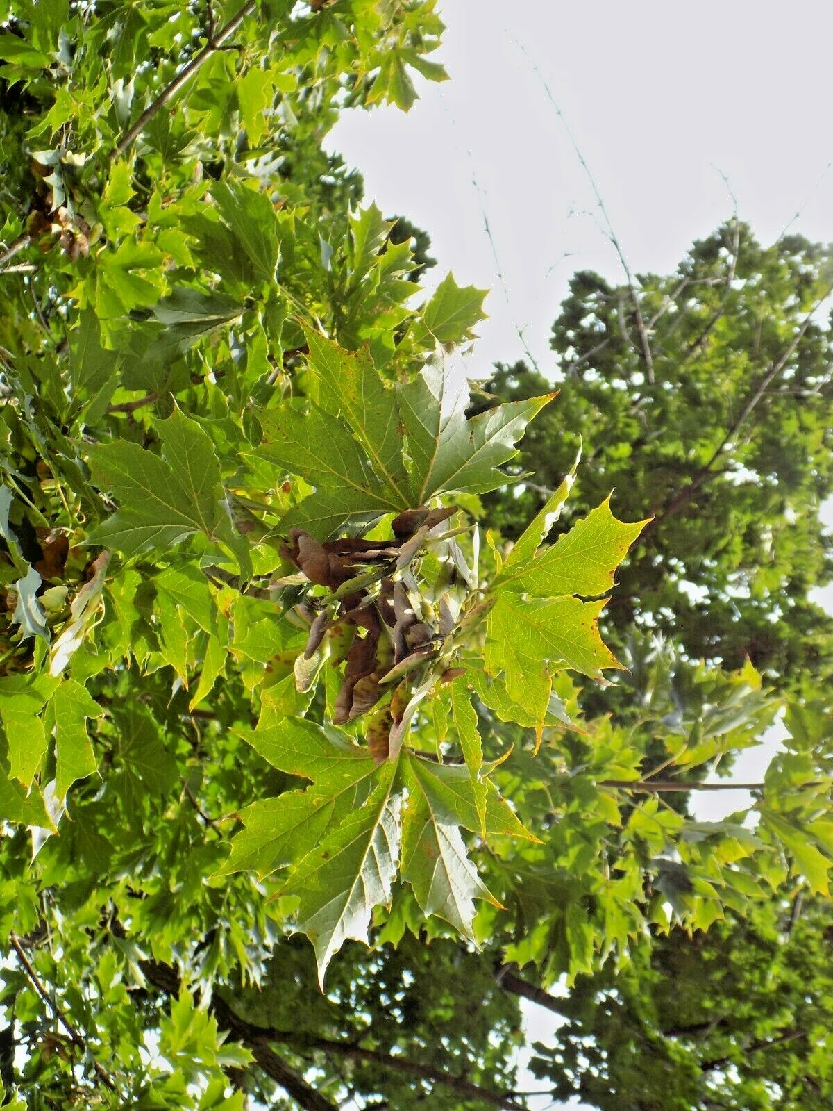 15 GREENLACE NORWAY MAPLE SEEEDS – Acer platanoides ‘Green Lace ‘