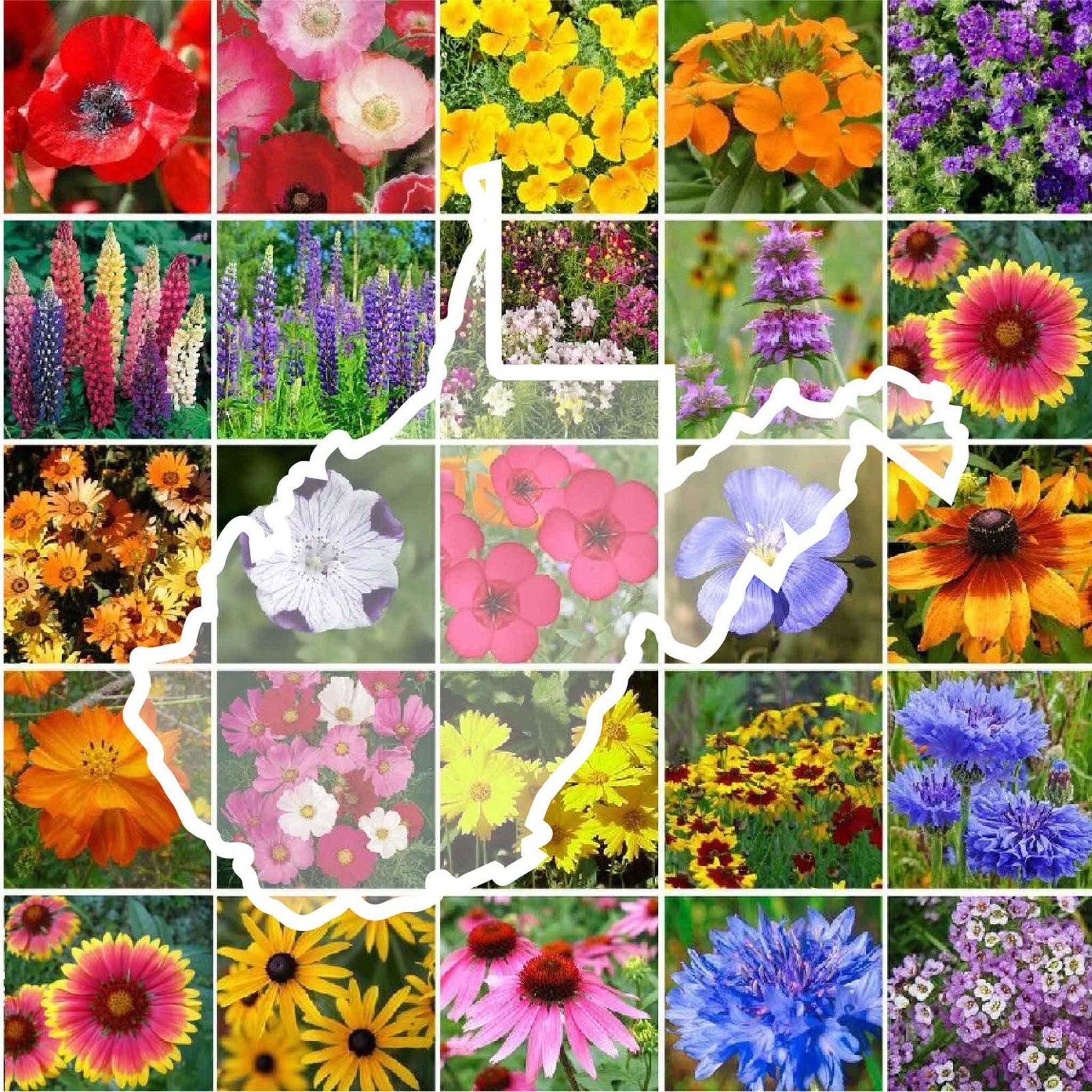 Wildflower WEST VIRGINIA State Mix Perennial &Annual 25 Types Non-GMO 1000 Seeds