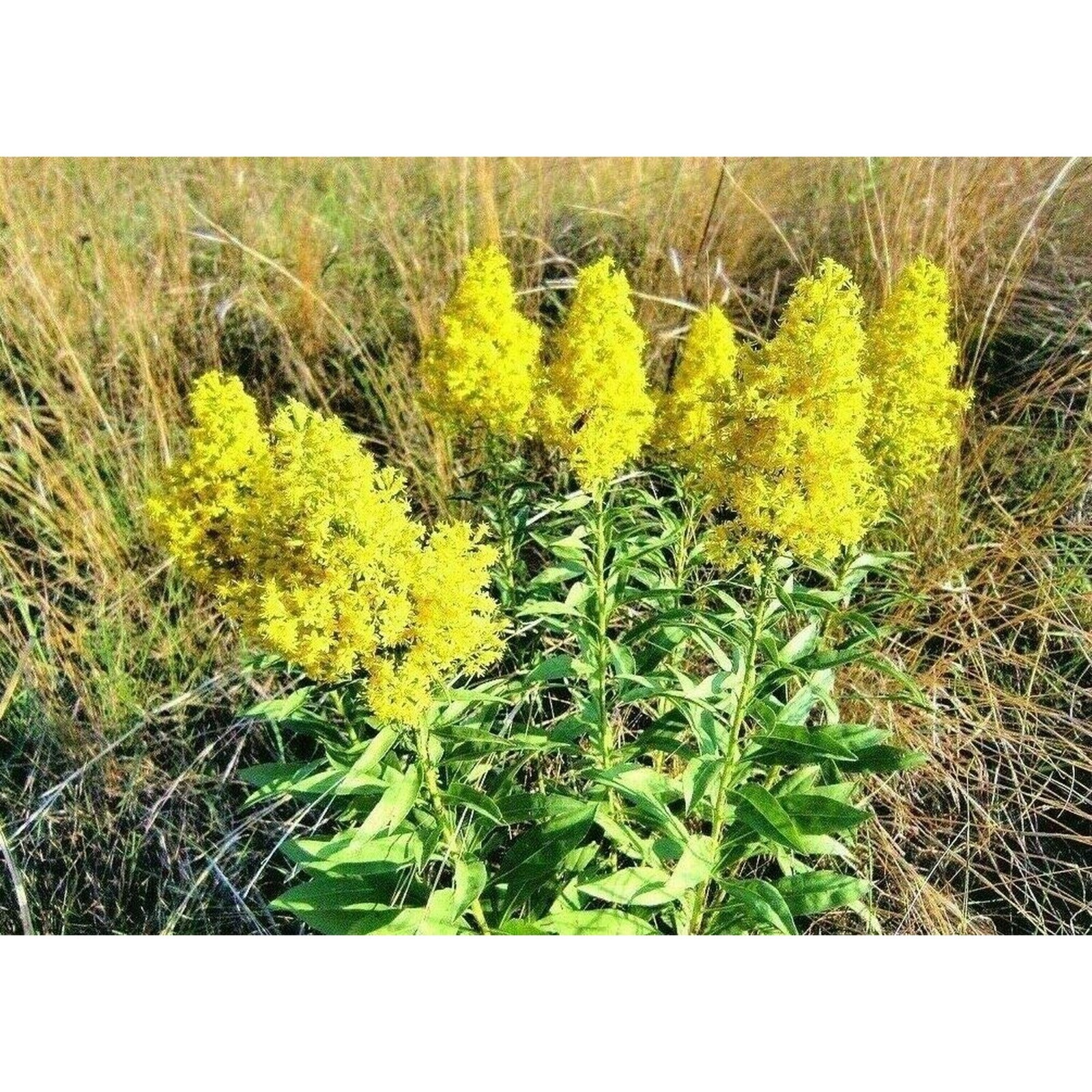 1000 Showy Goldenrod Seeds Native Perennial Wildflower Solidago speciosa
