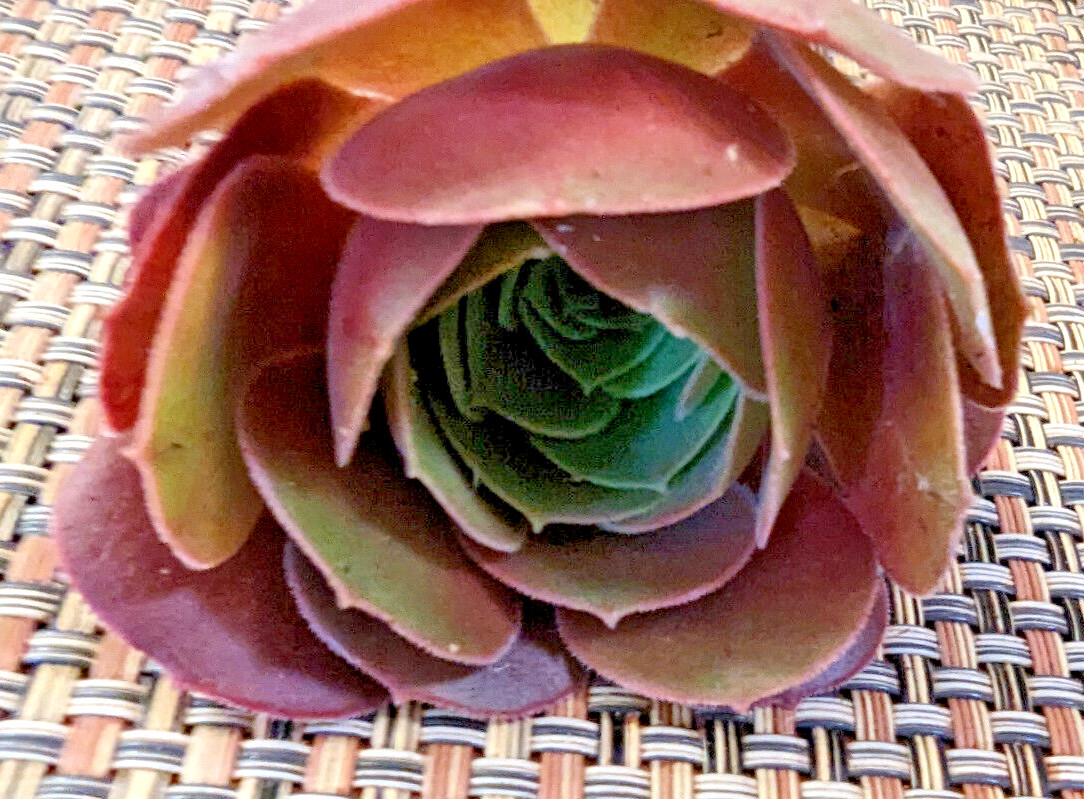QUARTET (= A SET OF 4 DIFFERENT) AEONIUM CUTTINGS – 2″ (= 5 CM) DIAMETER