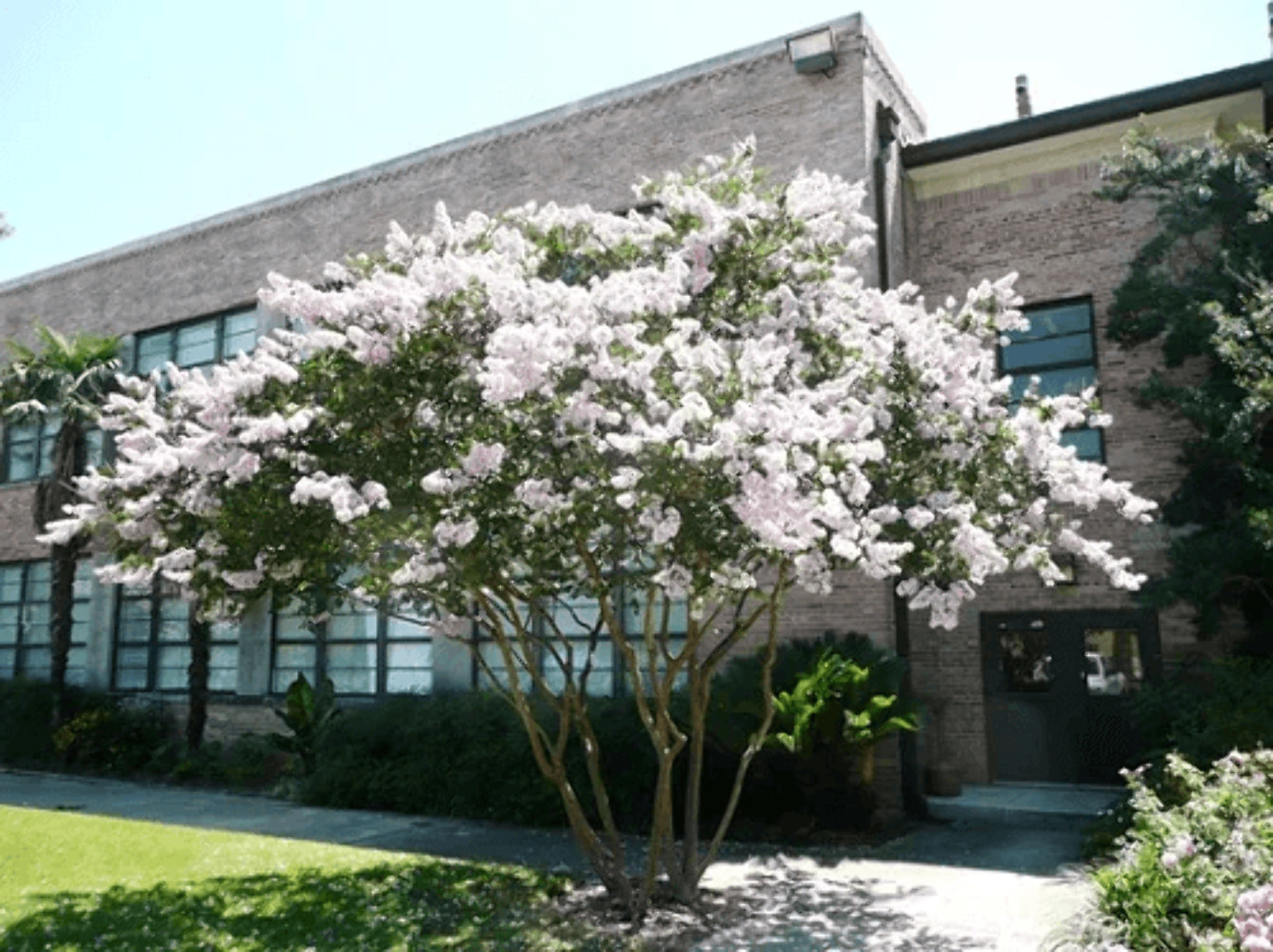 Acoma Crape Myrtle: Elegant, Crisp Snow-White Weeping Beauty for Your Landscape