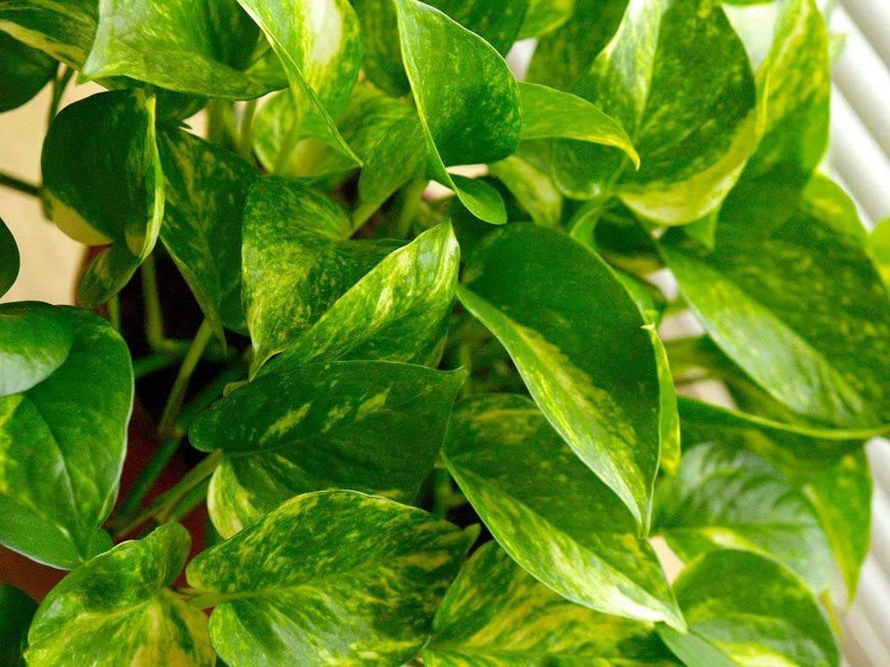 American Plant Exchange Golden Pothos Totem Pole Live 6″ Potted Climbing Vine