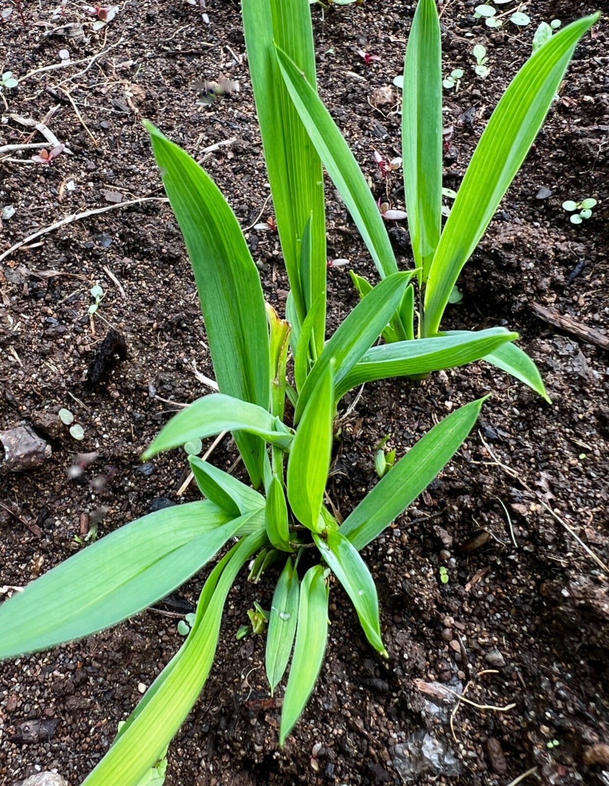 5 Daylily Perennial Mature Plant Divisions Drought Cold tolerant Waterlogged
