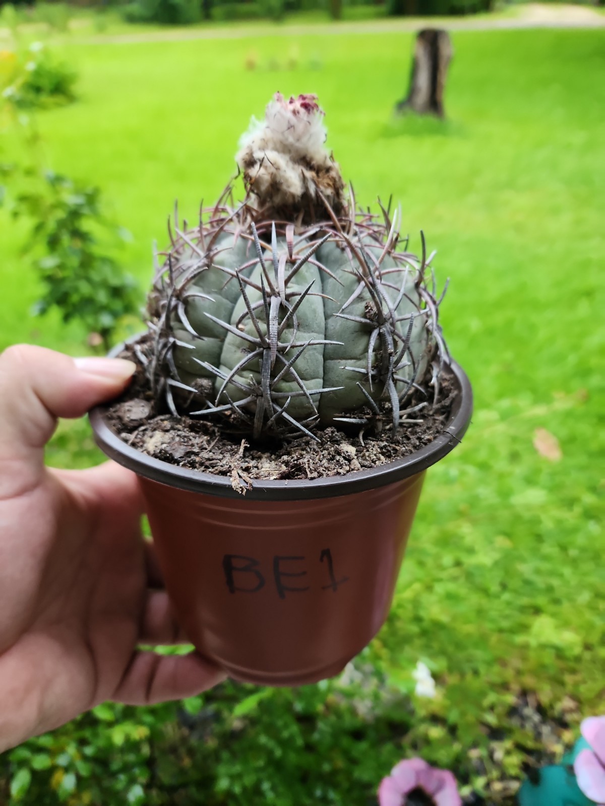 Large Echinocactus Horizonthalonius Horse Crippler Cactus Head BE1