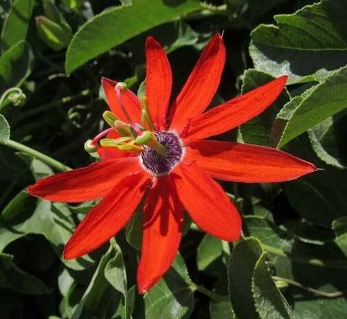 Passiflora manicata | Red Passion Flower| 10_Seeds