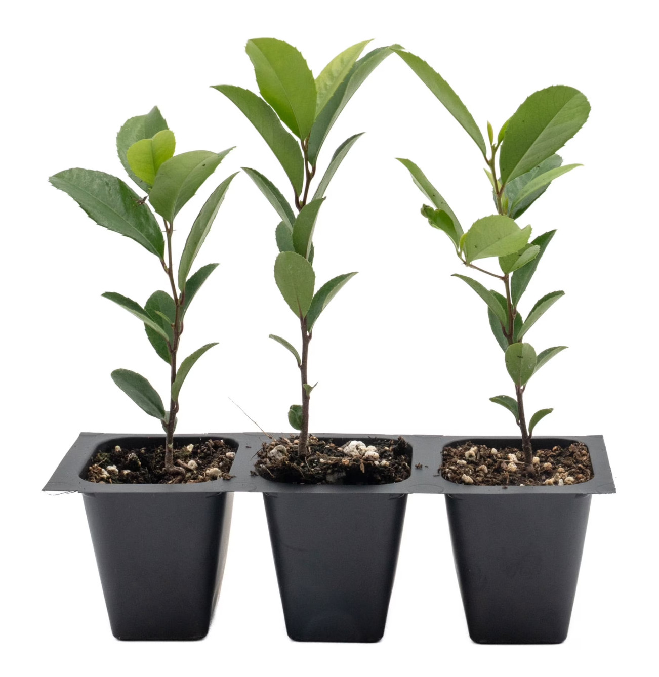 Cherry Laurel Seedlings (Not Cuttings!) – Fast Growing Tree Hedge