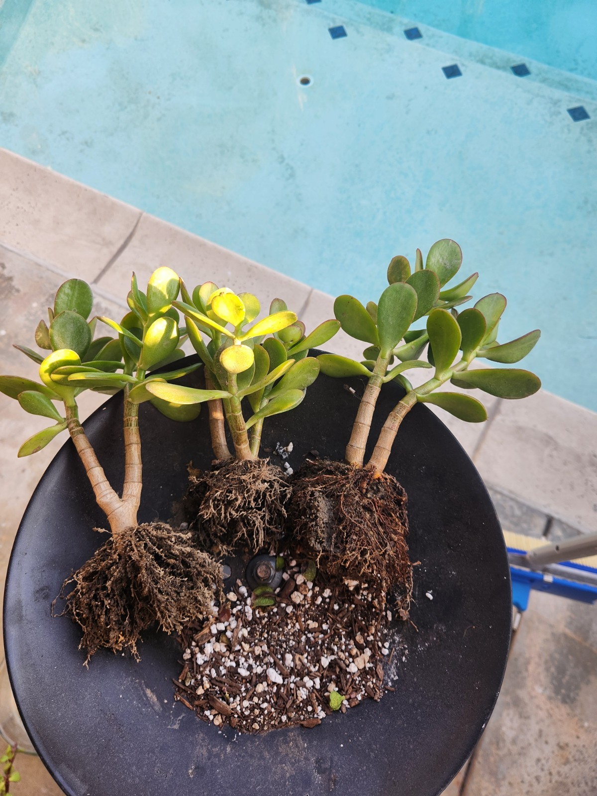 Jade Plant Cuttings 3 Pack Of 5-6” rooted