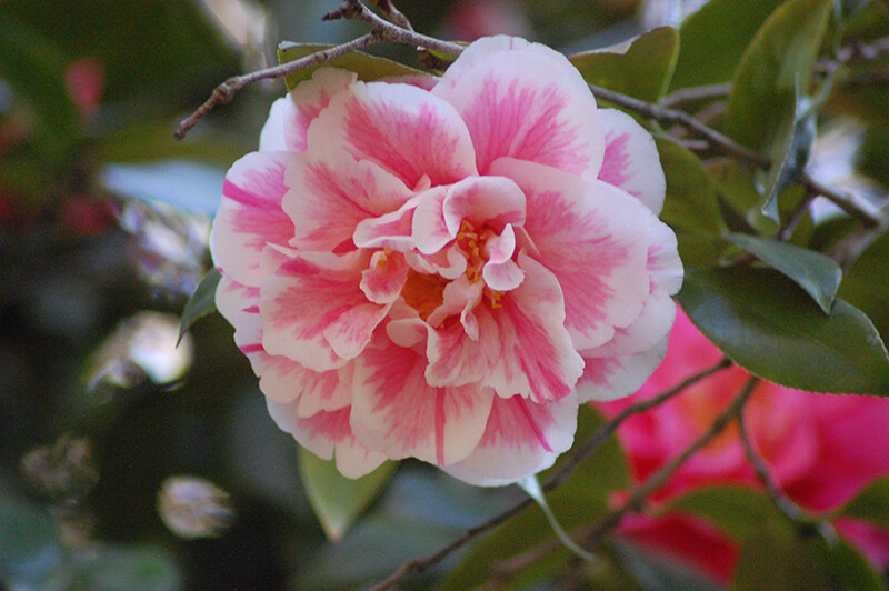 **HERME PINK**Bicolor Bloom** Camellia Japonica-Live Starter Plant -USA Seller-