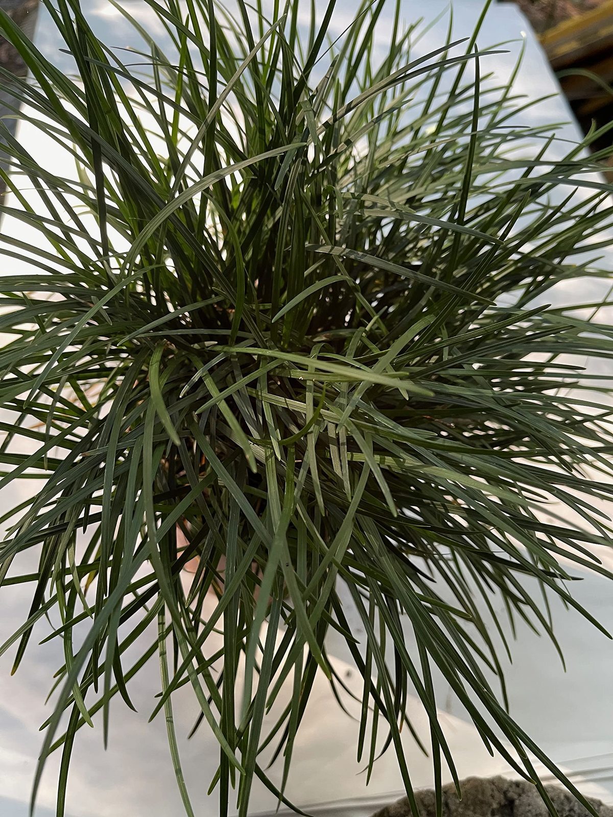 Mondo Grass (Ophiopogon japonicus) Not to California!