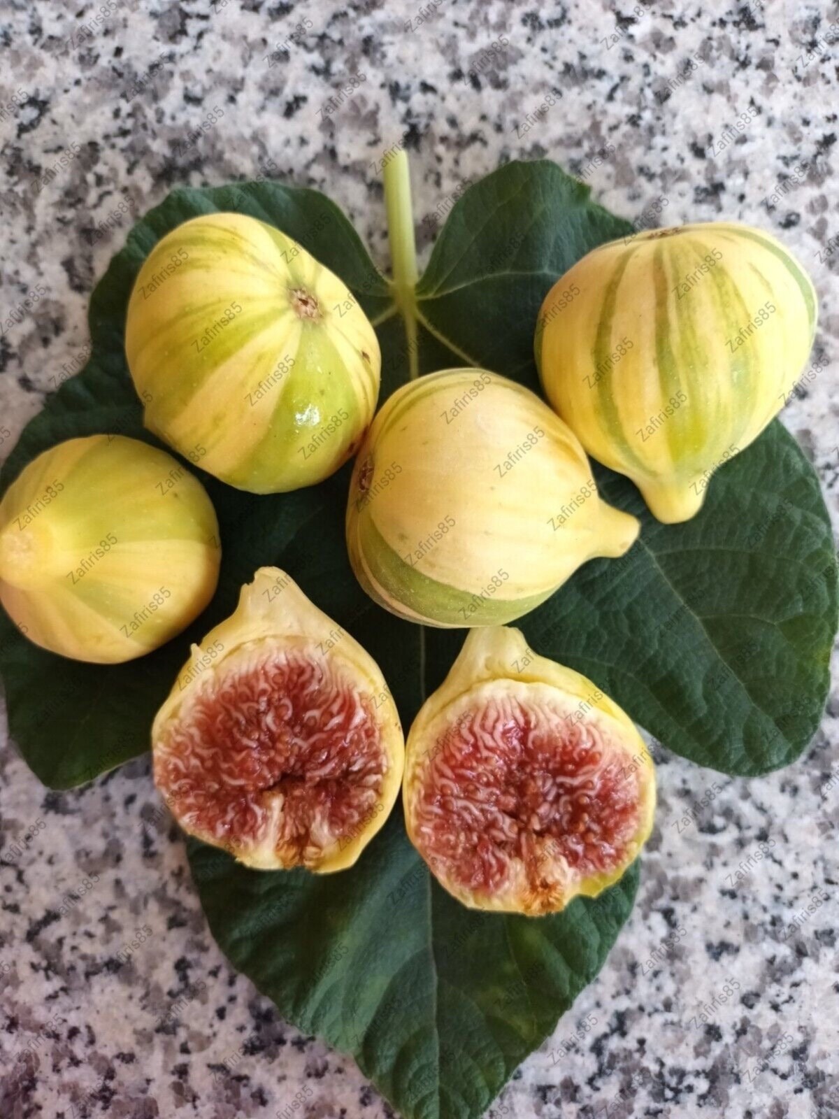 1 liter container Panache Tiger Fig Plant – Ficus carica variegated Sweet