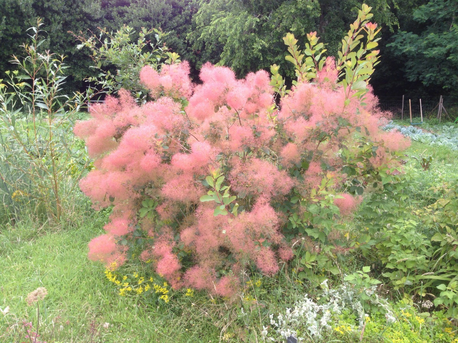 Young Lady Smoke Bush {Cotinus coggygria} 20 PreStratified seeds Free Shipping!