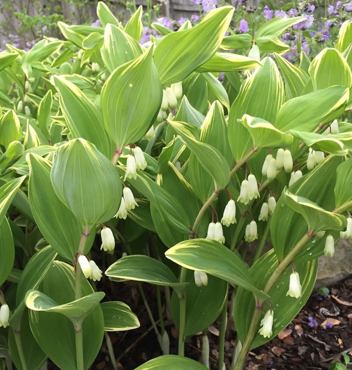 True Solomon Seal 10 Bare Live Roots (Polygonatum Biflorum) Native Wildflower