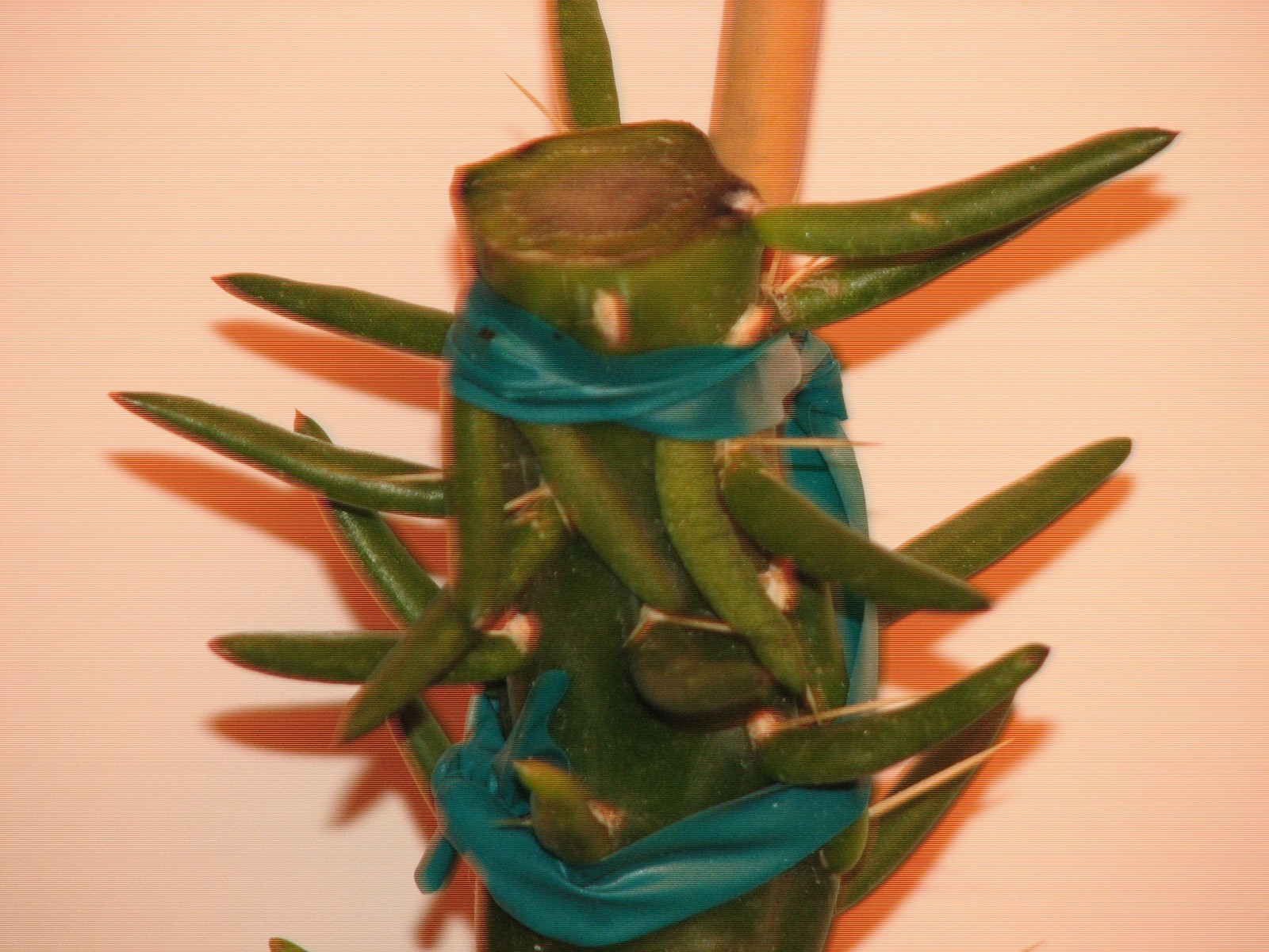 10 in tall cylindropunita imbricata cactus/succulent plant