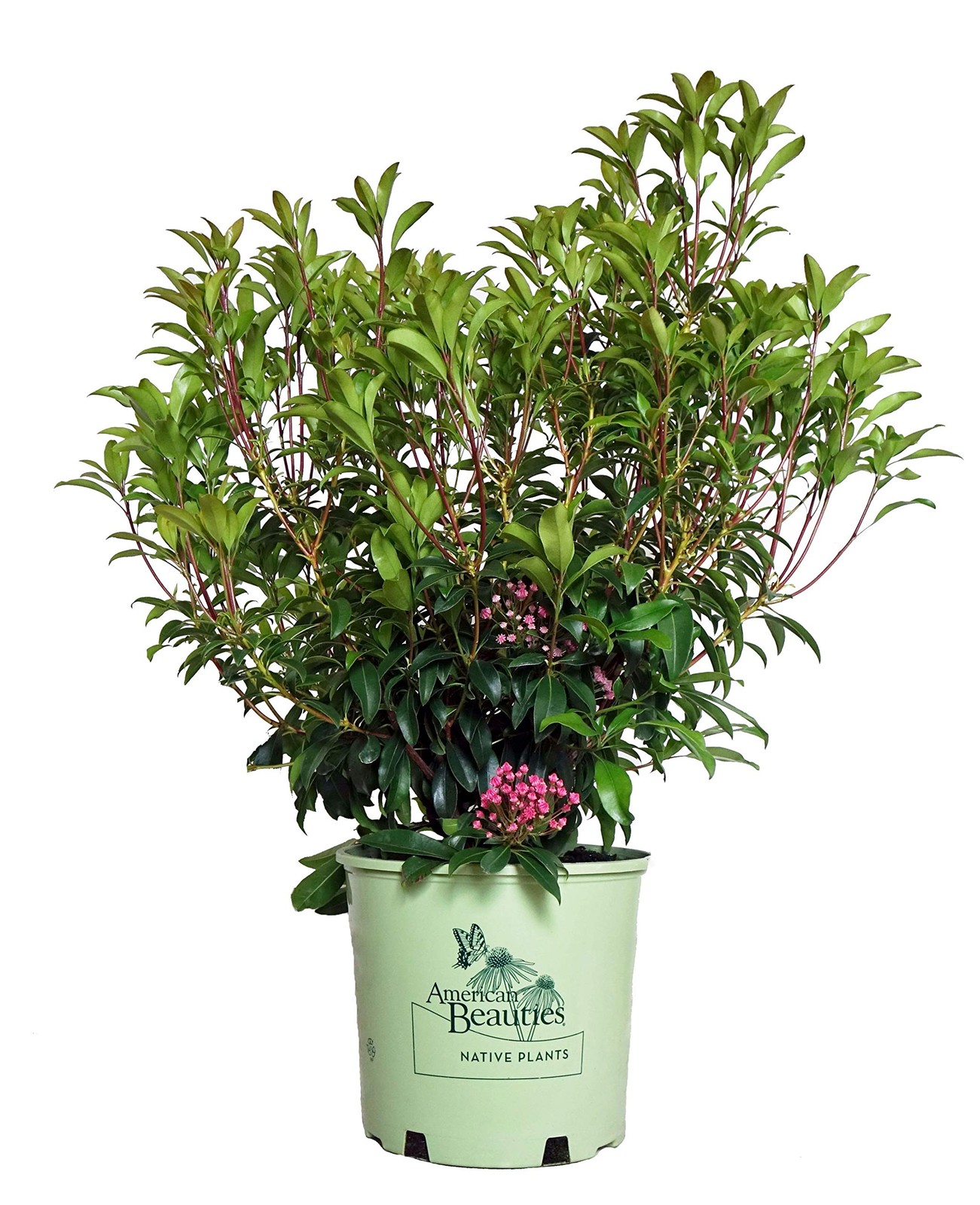Green Promise Farms American Beauties – Lat. Pink Charm Mountain Laurel