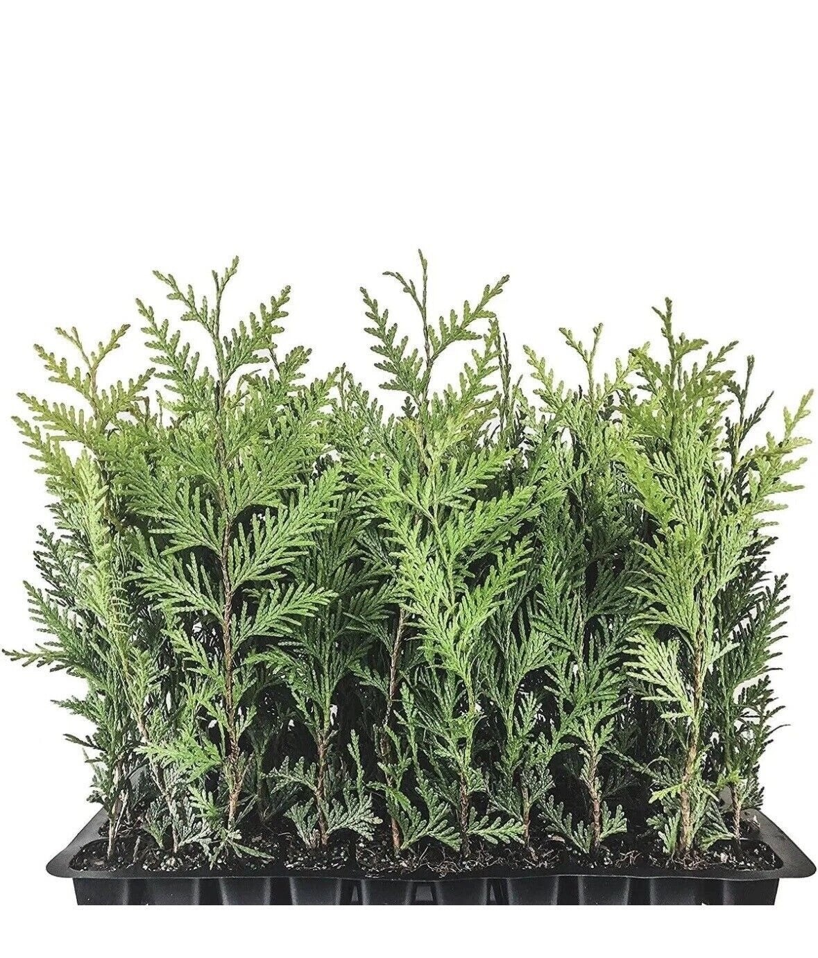 5 Emerald Green Arborvitae Starter Plant – Thuja occidentalis