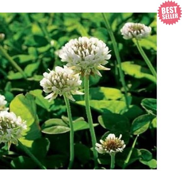 Nitrocoated White Clover Seed for Erosion Control – 5 lbs, USDA Zones 3-10