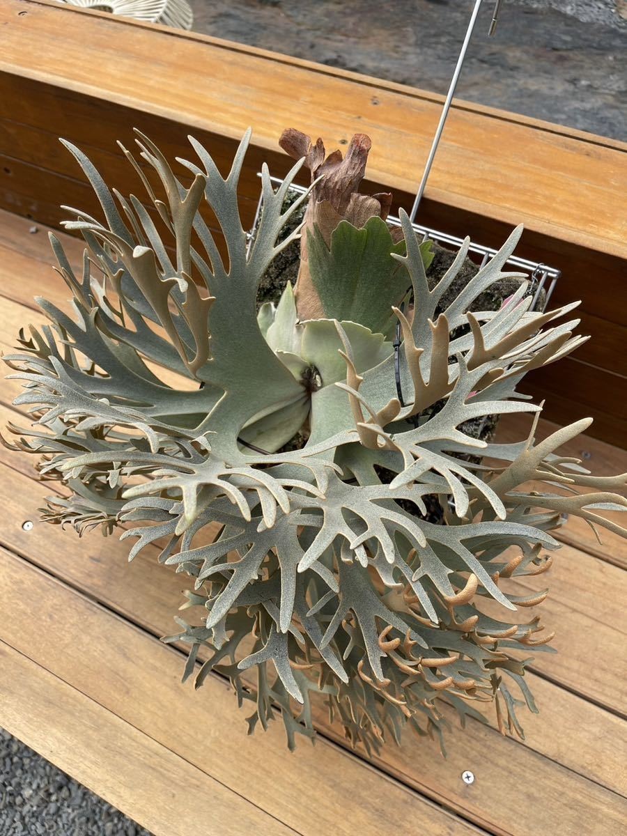 Platycerium willinckii ‘Nano”