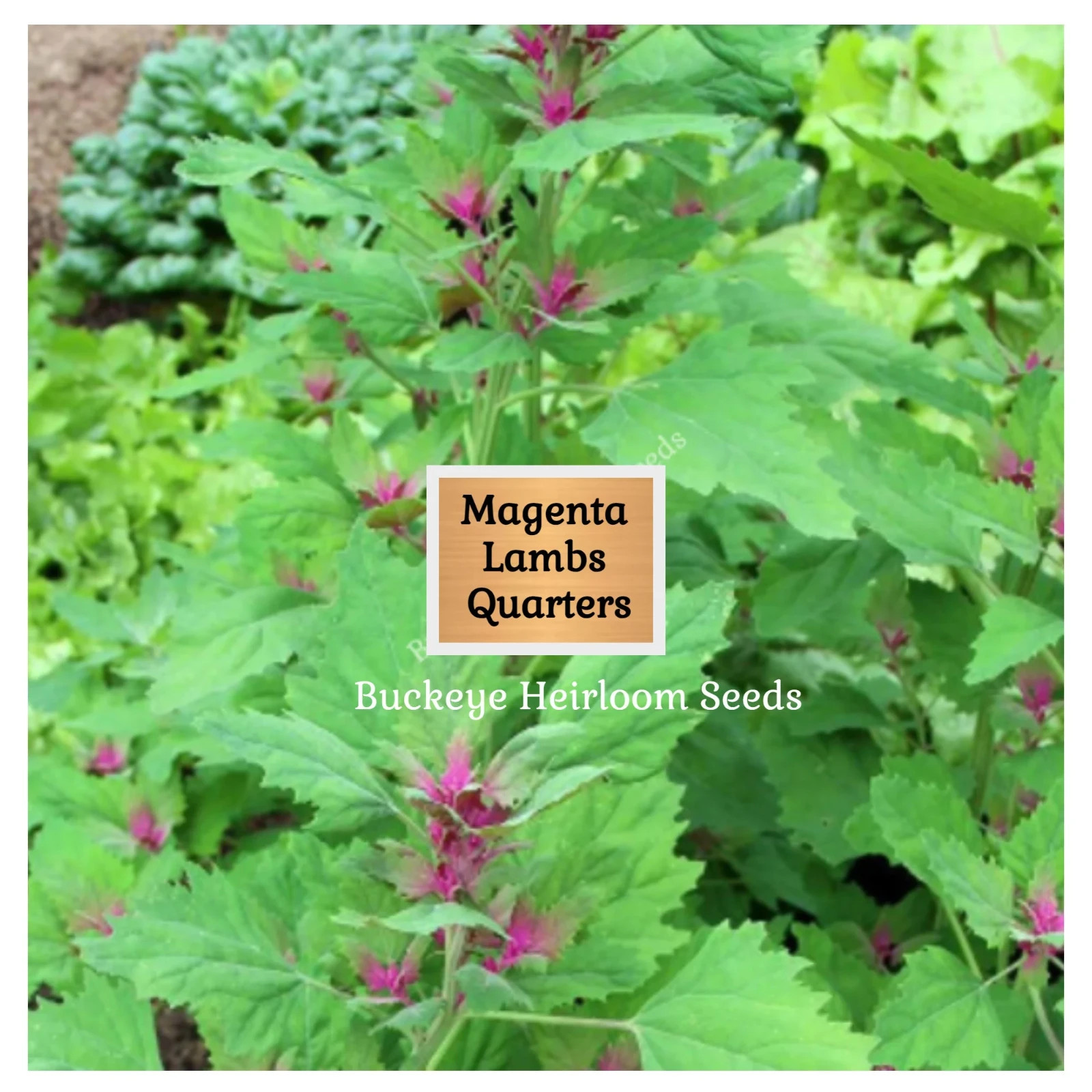 Lambs Quarter Seeds | Super Food | Magenta Spreen | AKA Goosefoot | Will Re-seed