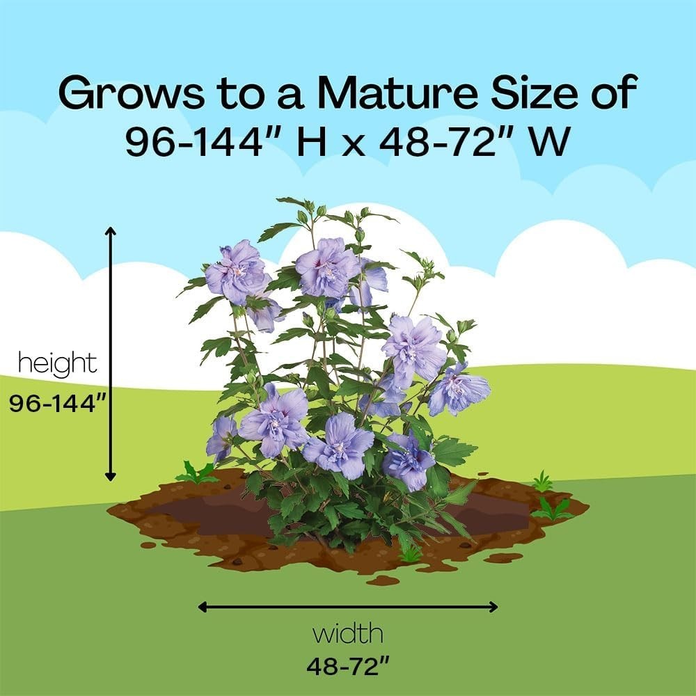 Stunning 2 Gal. Blue Chiffon Rose of Sharon Hibiscus – Organic Shrub for Gardens