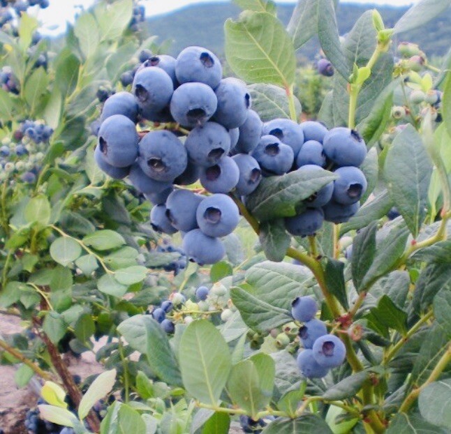 BLUEBERRY FRUIT SEEDS SWEET NON GMO FRESH HARVEST FREE SHIPPING