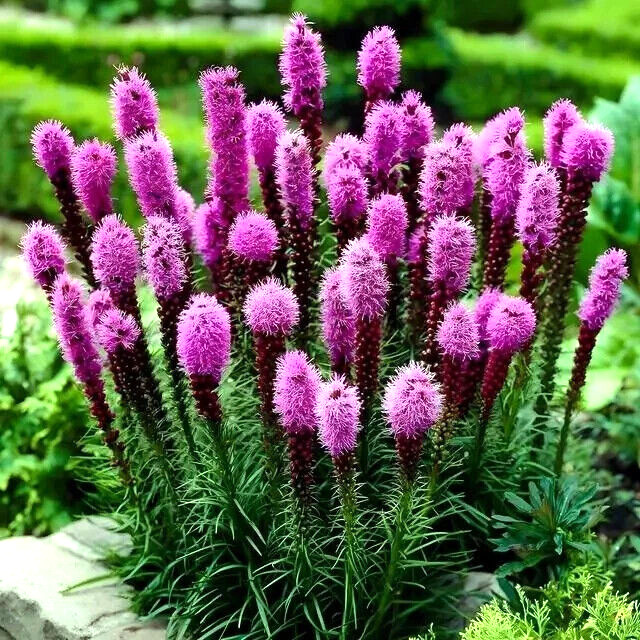 50 PURPLE BLAZING STAR FLOWER SEEDS Liatris spicata Cold Hardy-3 Butterfly Plant