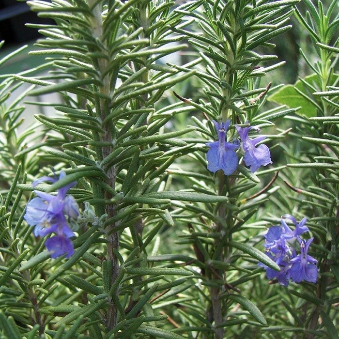Rosemary ‘Tuscan Blue’ Culinary Herb Plants