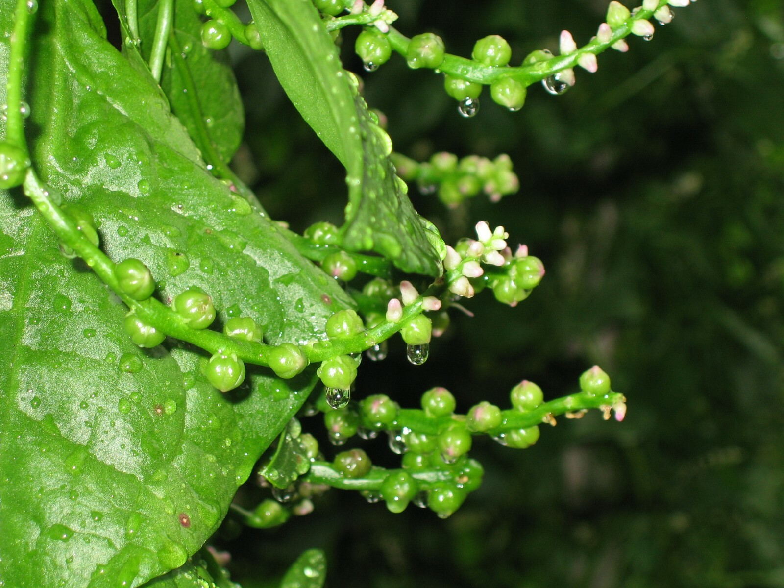 Malabar Spinach 200 Organic Seeds (green stem) Delicious Basella alba