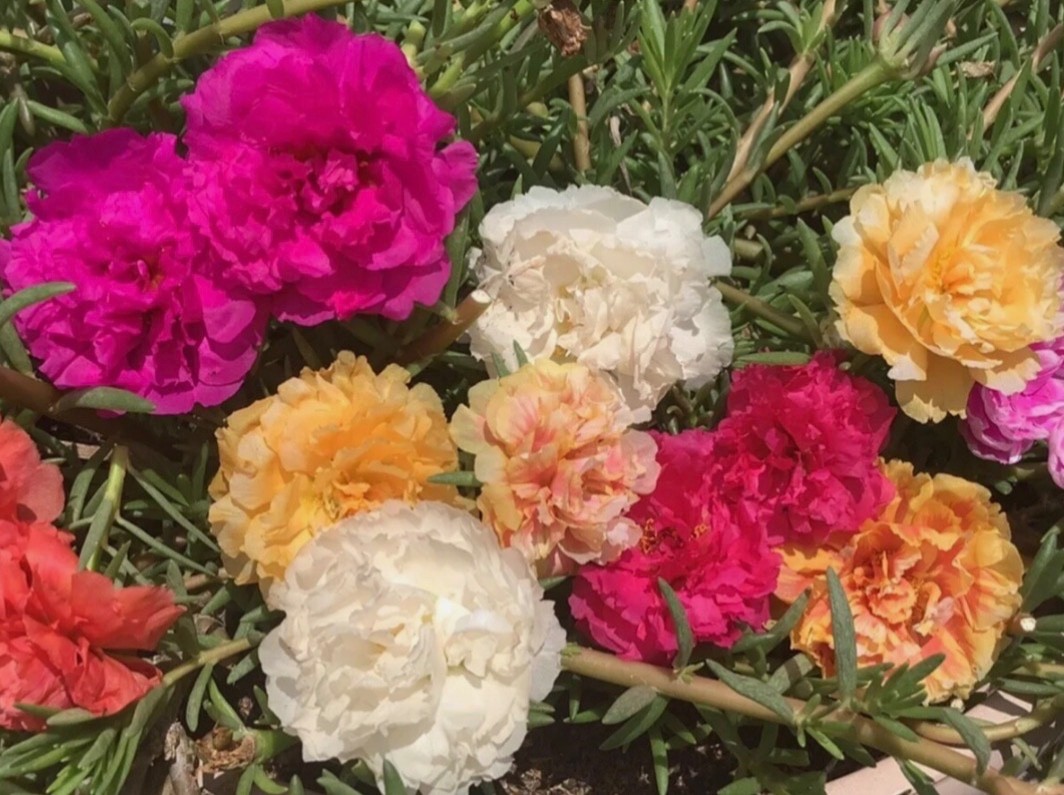 Rare Moss Rose Rooted Cuttings – Multi-Color Heat-Loving Succulent Plants