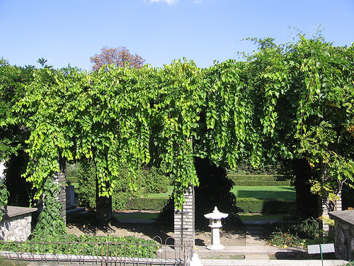 Riverbank Grape, Vitis riparia, Vine Seeds