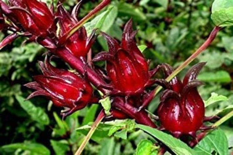 50 Jamaican Sorrel Seeds, Florida Cranberry, Indian Roselle,