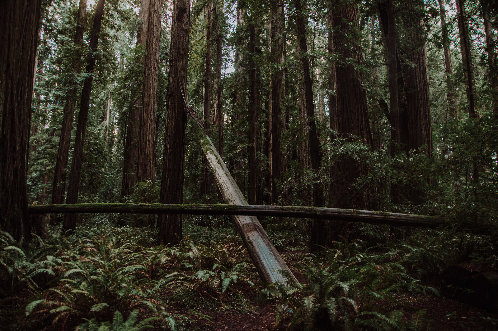 Redwoods of the World | Collection of 5 Tree Seedlings | The Jonsteen Company