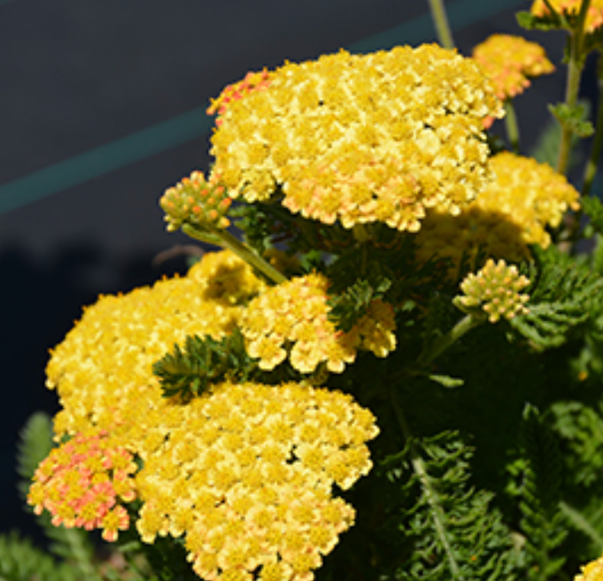 Achillea (Yarrow) Skysail Yellow Live Perennial Starter Plants/Plugs, 4 Plants