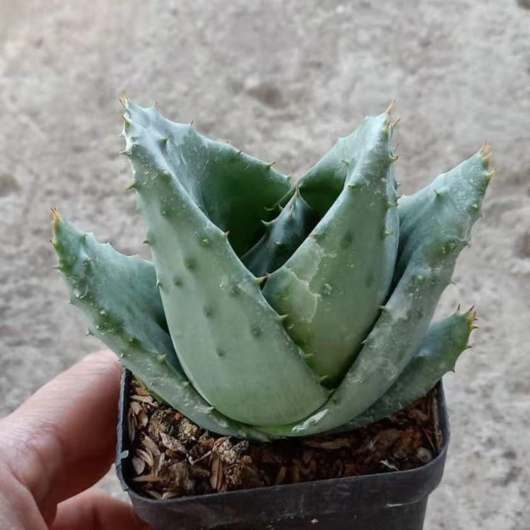 Ingot Aloe Potted Succulent, Low Maintenance Coin Shape Houseplant (Bare root)