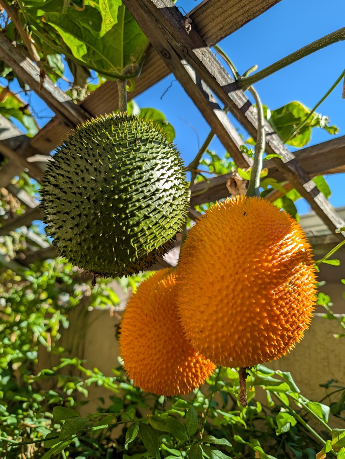 Dec 2025 Harvest | 10 Gac Fruit Seeds | Momordica Cochinchinensis | Hạt Trái Gấc